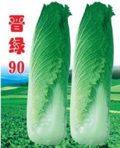 供应晋绿90—白菜种子