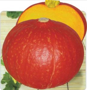供应红甜栗—南瓜种子