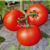 供应红福—番茄种子