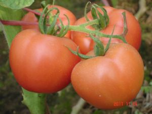 供应宝禄六号—番茄种子