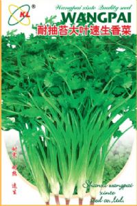 供应耐抽苔大叶速生香菜—香菜种子