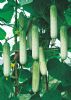 供应蔬研白绿F1—黄瓜种子