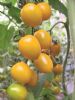供应黄色番茄金伯利—番茄种子