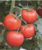 供应巴特—番茄种子