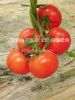 供应弗莱斯托206-番茄种子