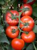 供应红丽301-番茄种子