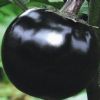 供应黑圆209—中熟圆茄种子