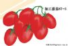 供应加工番茄87-5—番茄种子