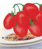 供应加工番茄红丰一号—番茄种子