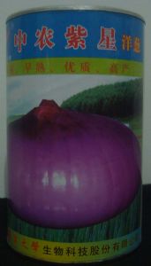 供应中农紫星洋葱—洋葱种子