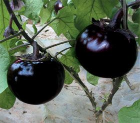 供应大量供应圆茄—优质蔬菜