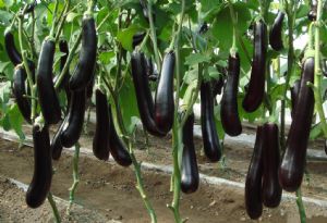 供应大量布利塔长茄—优质蔬菜