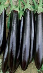 供应布利塔长茄子—优质蔬菜