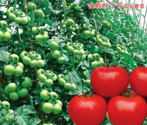 供应金粒粒3号石头番茄—番茄种子