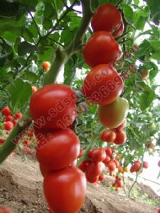 供应红玉5507—番茄种子