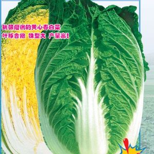 供应CR东方皇冠—白菜种子