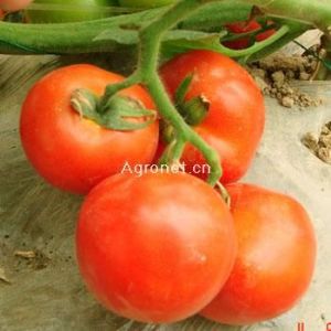 供应尼瑞萨（FA-1420）—番茄种子