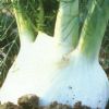 供应卡魔F1——球茎茴香种子