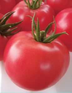 供应粉砦—番茄种子