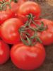 供应红太郎—番茄种子