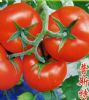 供应番茄种子--普斯特（高抗TY病毒）