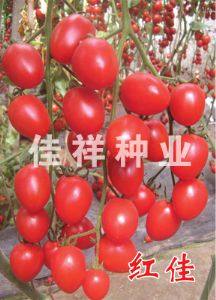 供应红佳—红色樱桃番茄