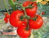 供应罗比（以色列）—番茄种子