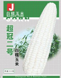 供应超糯二号——玉米类种子