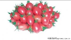 供应贵妃(千禧类型)－番茄种子