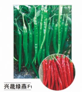 供应兴蔬绿燕F1—辣椒种子