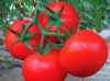 供应鼎优红楼—大红果番茄种子