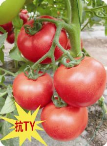 供应世佳粉娜—番茄种子