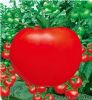 供应世纪红872—番茄种子