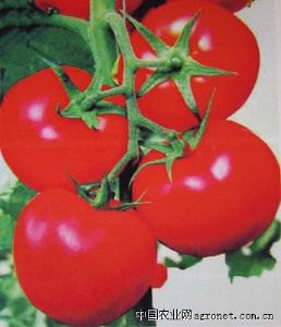 供应红宝石206—番茄种子