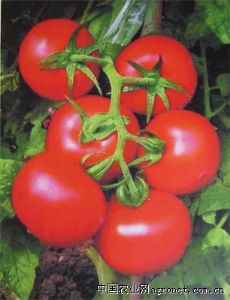 供应红钻石—番茄种子