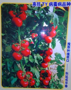 供应莫妮卡-番茄种子 