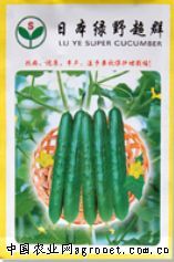 供应日本绿野超群—黄瓜种子