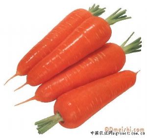 供应新鲜蔬菜--胡萝卜