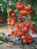 供应番茄种子