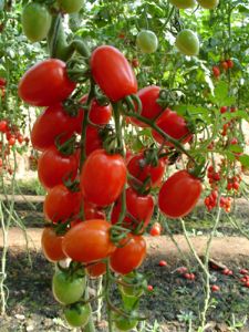供应红娘2号-番茄种子