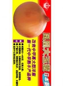 供应日本新时代凤凰大玉葱—大葱种子