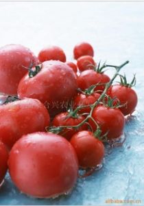 供应优质无公害西红柿