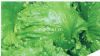 玉湖——生菜种子