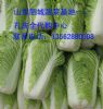 供应优质北京新三号白菜