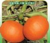 供应短蔓金红福—南瓜种子