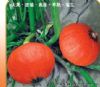 供应短蔓金红美—南瓜种子