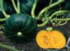 供应短蔓黑锦—南瓜种子