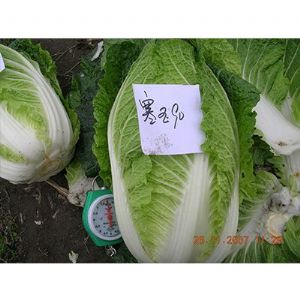 供应寒玉90—白菜种子