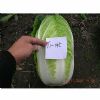 供应TI-145—白菜种子