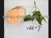 供应脱毒水果166-7-鲜食型甘薯种子